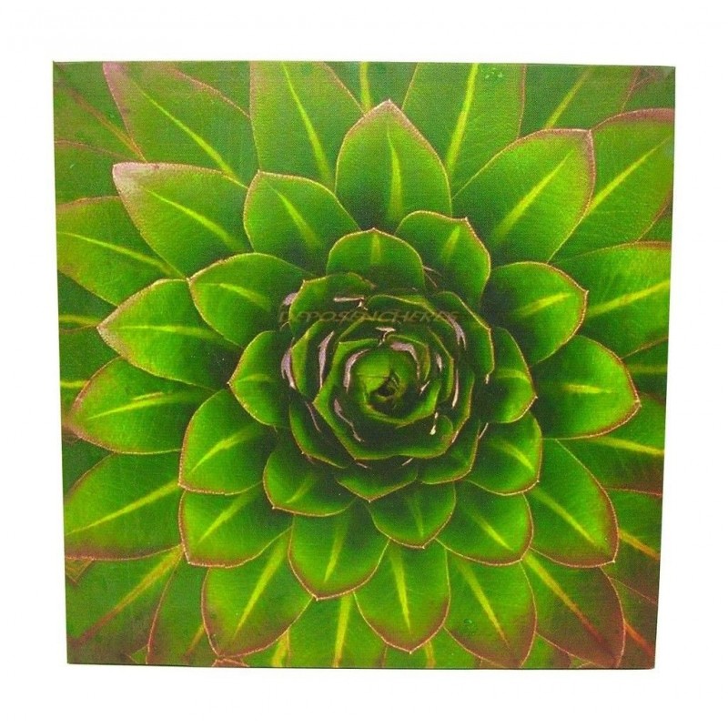 IMPRESSION PHOTO SUR TOILE PLANTE GRASSE 40,5x40,5CM IMPRESSION PHOTO SUR TOILE PLANTE GRASSE 40,5x40,5CM